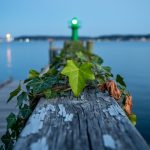 Eye-level photo of a weathered dock railing with ivy showing one fresh green leaf and one wilted leaf, overlooking a calm bay at twilight with a small distant green beacon reflecting on the water and a blurred shoreline with faint city lights.