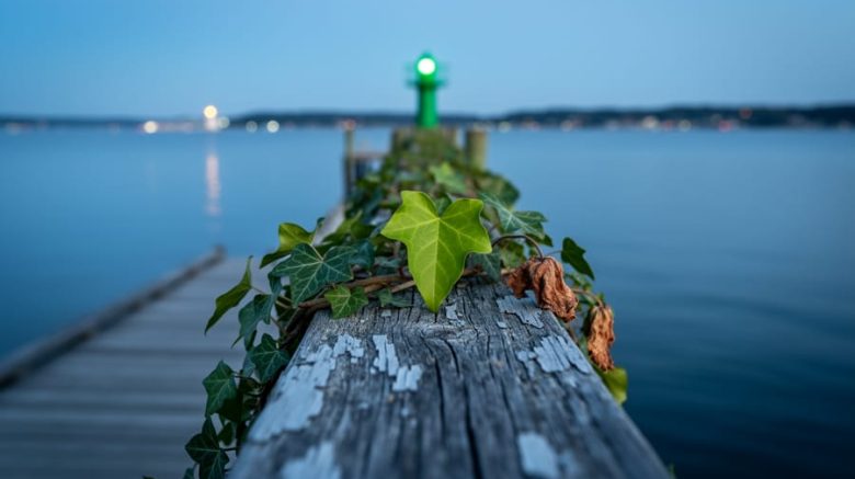 Eye-level photo of a weathered dock railing with ivy showing one fresh green leaf and one wilted leaf, overlooking a calm bay at twilight with a small distant green beacon reflecting on the water and a blurred shoreline with faint city lights.